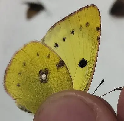 Colias hyale - kéneslepke