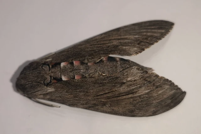 Agrius convolvuli - szulákszender