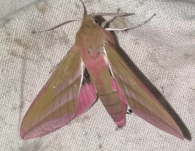 Deilephila elpenor - szőlőszender