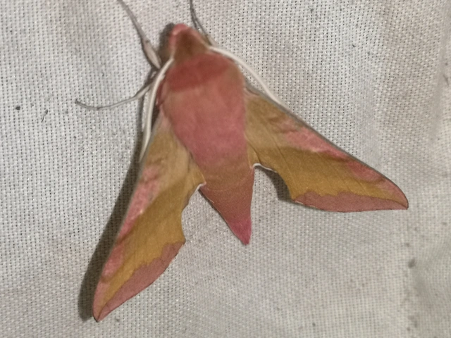 Deilephila porcellus - piros szender