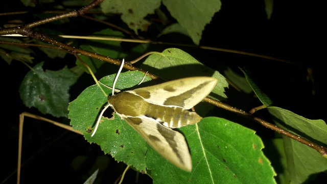 Hyles euphorbiae - kutyatejszender