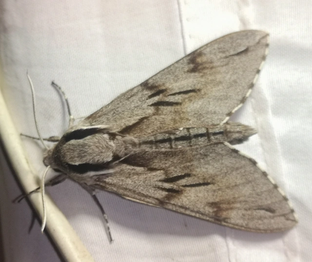 Hyloicus pinastri - fenyőszender