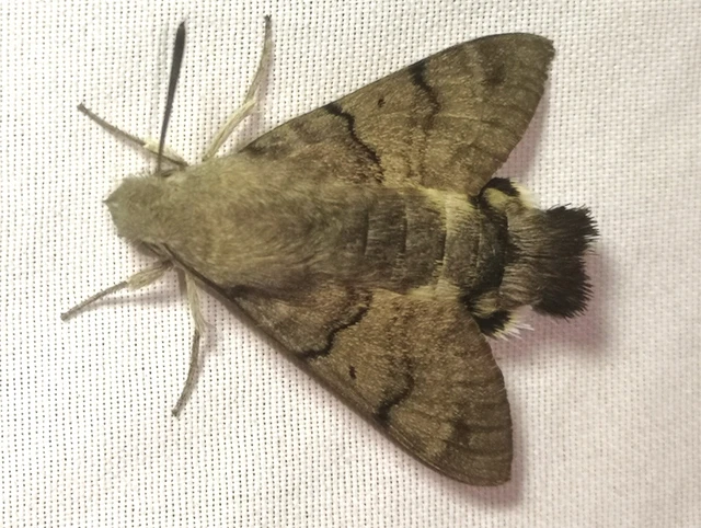Macroglossum stellatarum - kacsafarkú szender