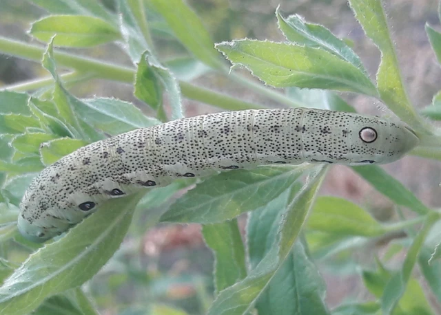 Proserpinus proserpina - törpeszender