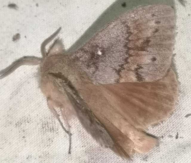 Dendrolimus pini - fenyőpohók