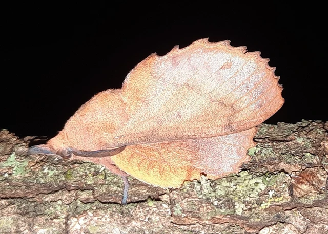 Gastropacha quercifolia - tölgylevélpohók
