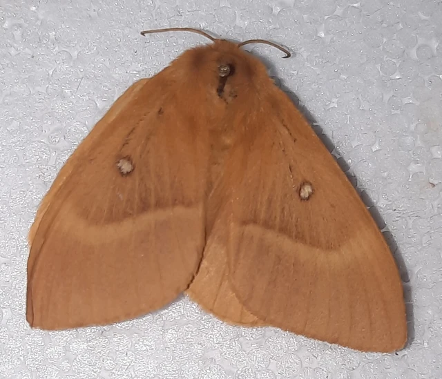 Lasiocampa quercus - tölgyfaszövő