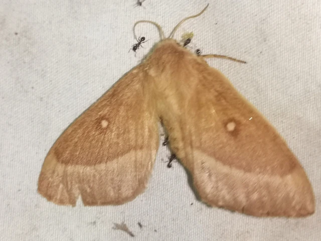 Lasiocampa trifolii - lóhereszövő