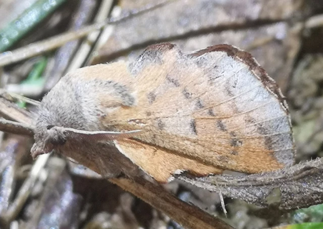 Phyllodesma tremulifolia - nyárlevélpohók