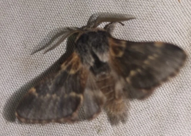 Poecilocampa populi - nyárfaszövő