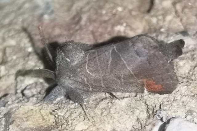 Clostera pigra - apró levélszövő