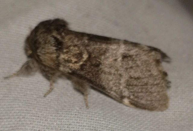 Drymonia dodonea - bélyeges púposszövő