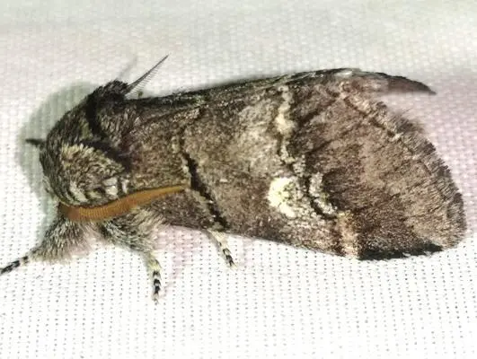 Drymonia querna - tölgyfa-púposszövő