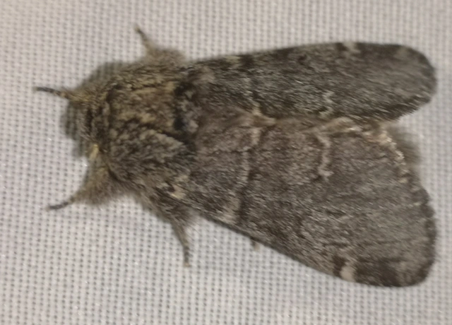 Drymonia ruficornis - cserfa-púposszövő