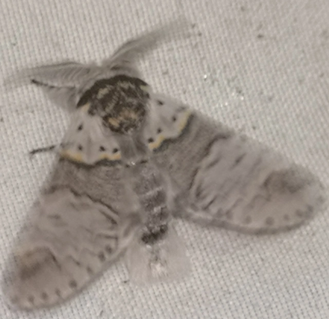 Furcula furcula - szürke púposszövő