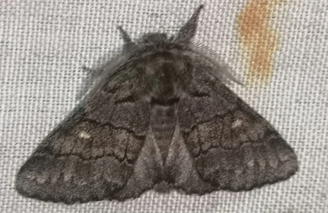 Gluphisia crenata - kormos púposszövő