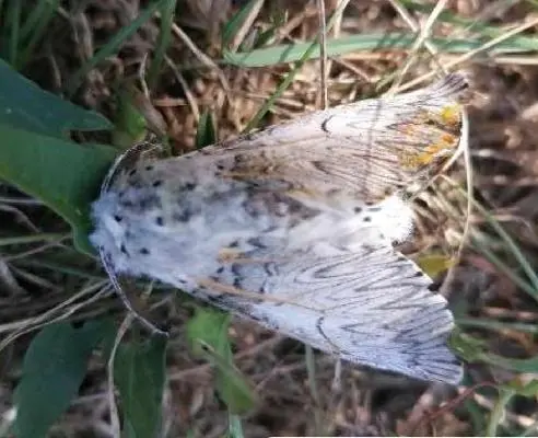 Cerura vinula - nagy púposszövő