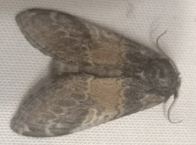 Notodonta tritophus - tarajos púposszövő