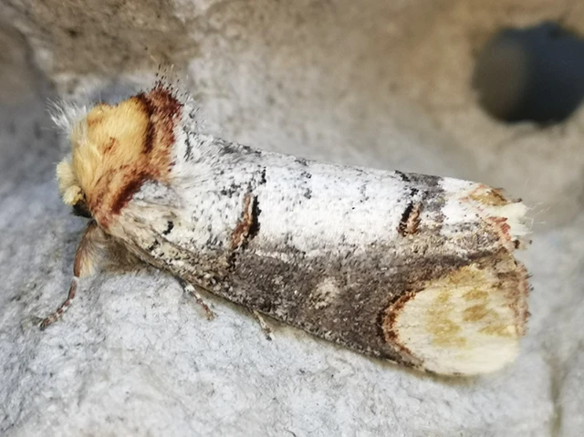 Phalera bucephala - sárgafoltos púposszövő