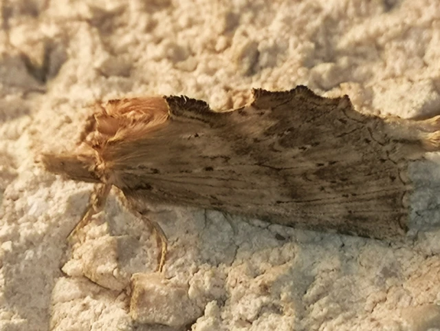Pterostoma palpina - csőrös púposszövő