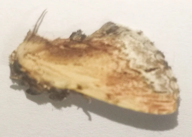 Ptilodon cucullina - csuklyás púposszövő