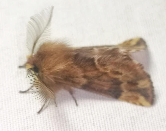Ptilophora plumigera - tollas púposszövő