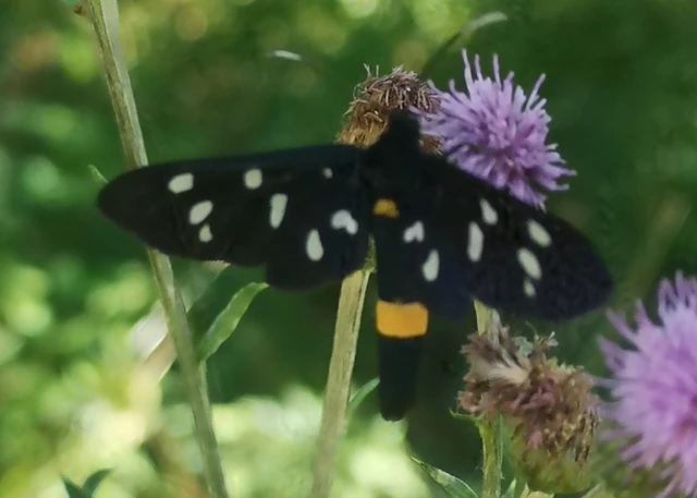 Amata phegea - fehérpettyes álcsüngőlepke