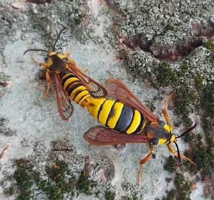 Sesia apiformis - darázslepke