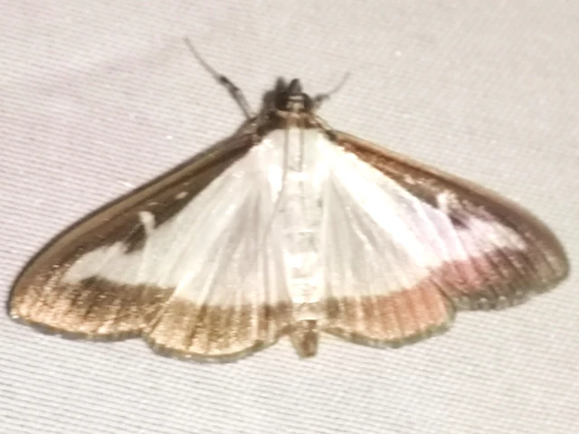 Cydalima perspectalis - puszpáng-tűzmoly