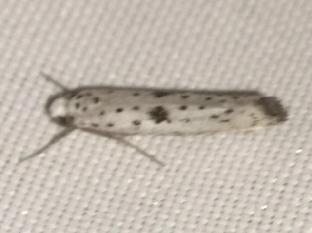 Yponomeuta plumbella - pókhálós bengemoly