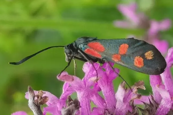 Zygaena filipendulae - acélszínű csüngőlepke