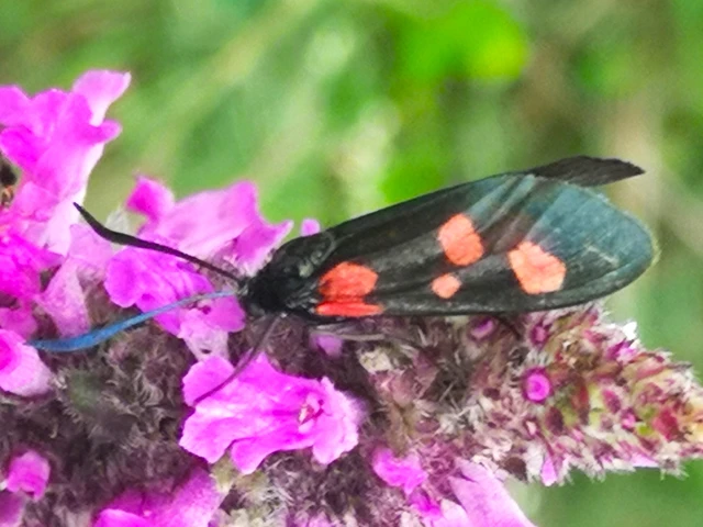 Zygaena viciae - somkóró-csüngőlepke