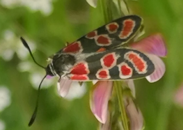 Zygaena carniolica - fehérgyűrűs csüngőlepke