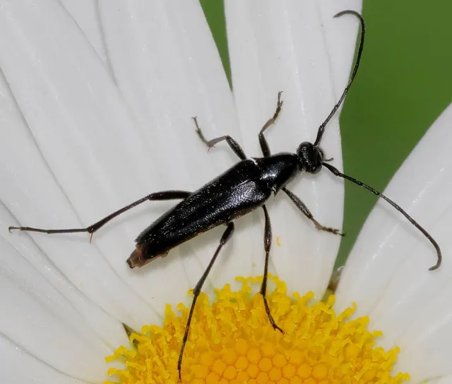 Stenurella nigra - fekete karcsúcincér