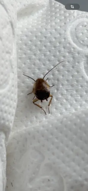 Blattodea - Csótányok Blattodea - Csótányok