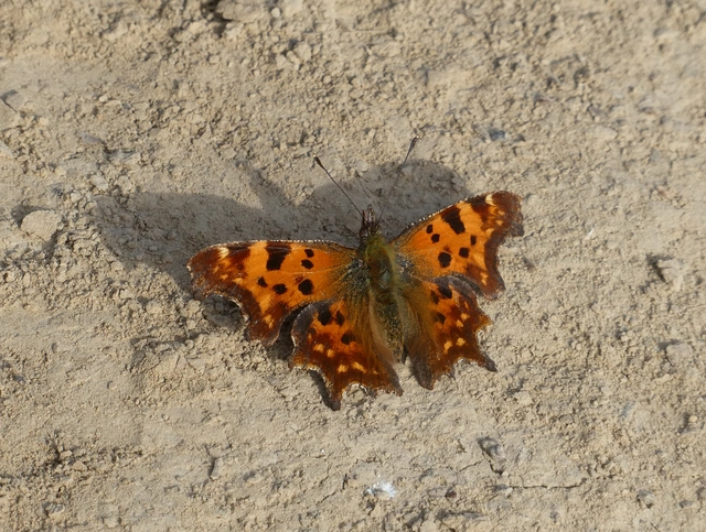 Nymphalis c-album - C-betűs lepke