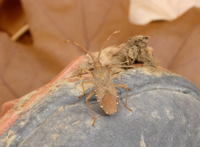 Gonocerus acuteangulatus - aranypetés karimáspoloska