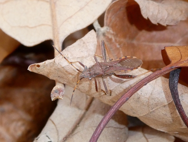 Camptopus lateralis - görbelábú karimáspoloska