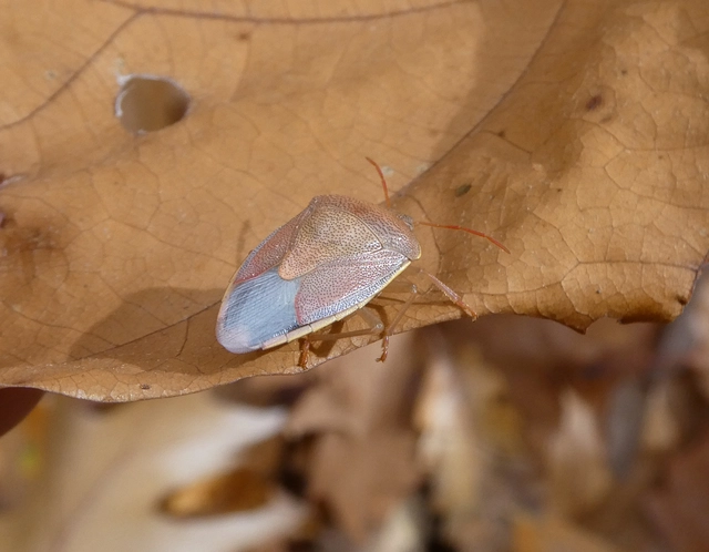 Piezodorus lituratus - bíboros címerespoloska Piezodorus lituratus - bíboros címerespoloska