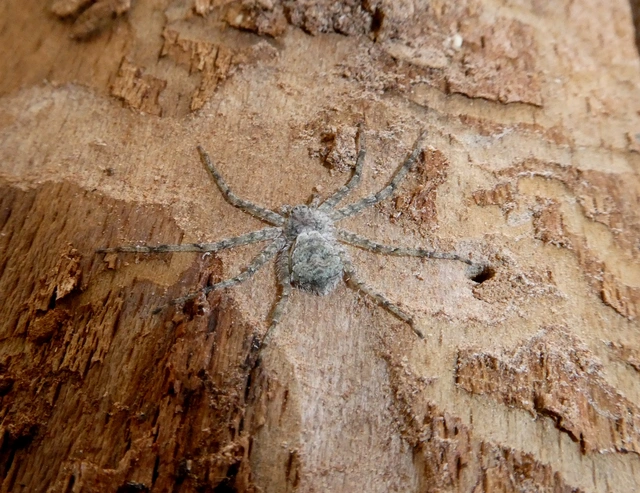 Philodromus margaritatus - bükkfa-fürgekarolópók