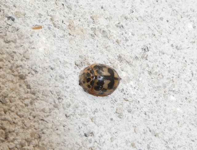 Oenopia conglobata - rózsás katica