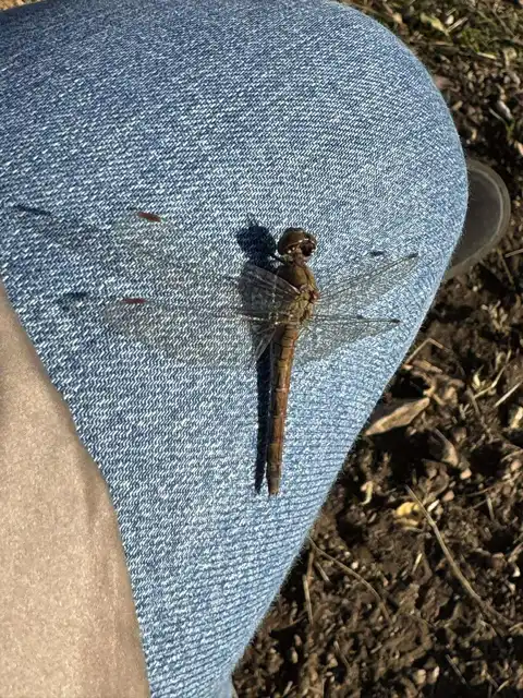 Sympetrum striolatum - harántsávos katona-szitakötő