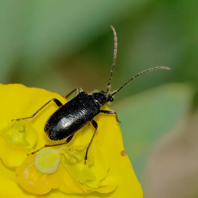 Dinoptera collaris - vörösnyakú virágcincér
