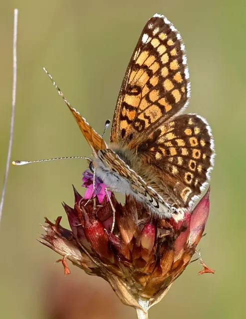 Melitaea cinxia - réti tarkalepke