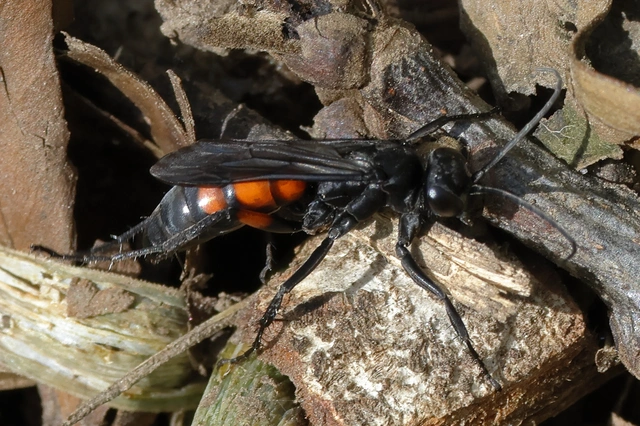 Anoplius viaticus - közönséges útonállódarázs Anoplius viaticus - közönséges útonállódarázs