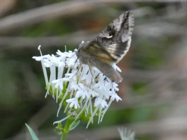 Autographa gamma - gammalepke