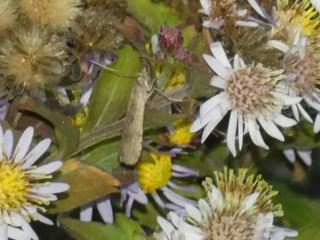 Nomophila noctuella - közönséges vándormoly