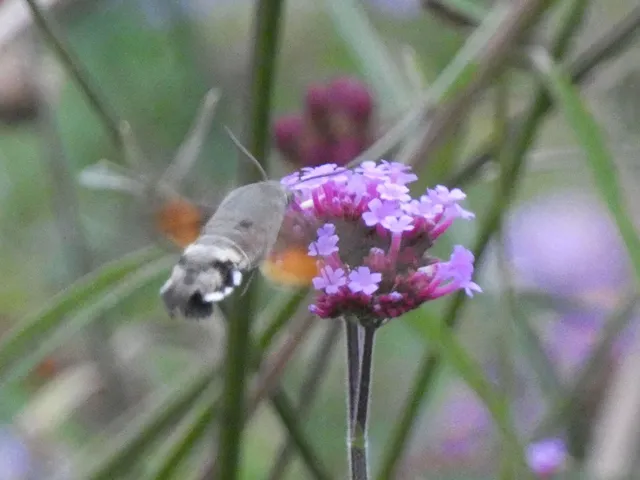 Macroglossum stellatarum - kacsafarkú szender
