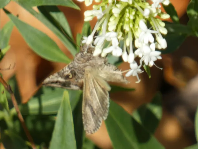 Autographa gamma - gammalepke
