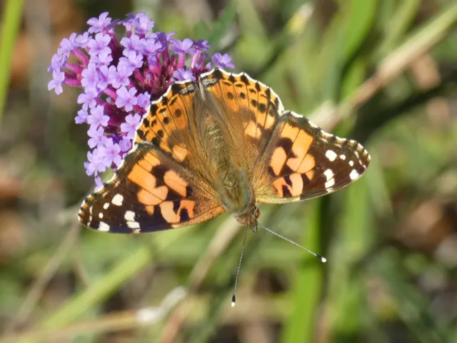 Vanessa cardui - bogáncslepke